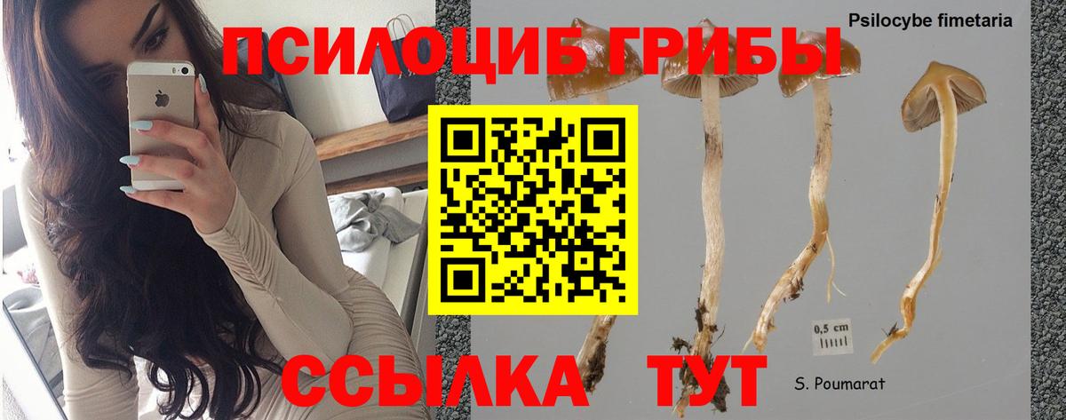 Галлюциногенные грибы Psilocybe  Галлюциногенные грибы GOLDEN TEACHER  Ставрополь  Вход с VPN 